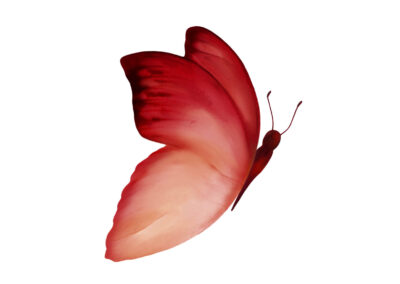 Grafisch ontwerp logo vormgeving met caracter vlinder rood coaching carine braakenburg van backum huisstijl branding aquarel logobeeld